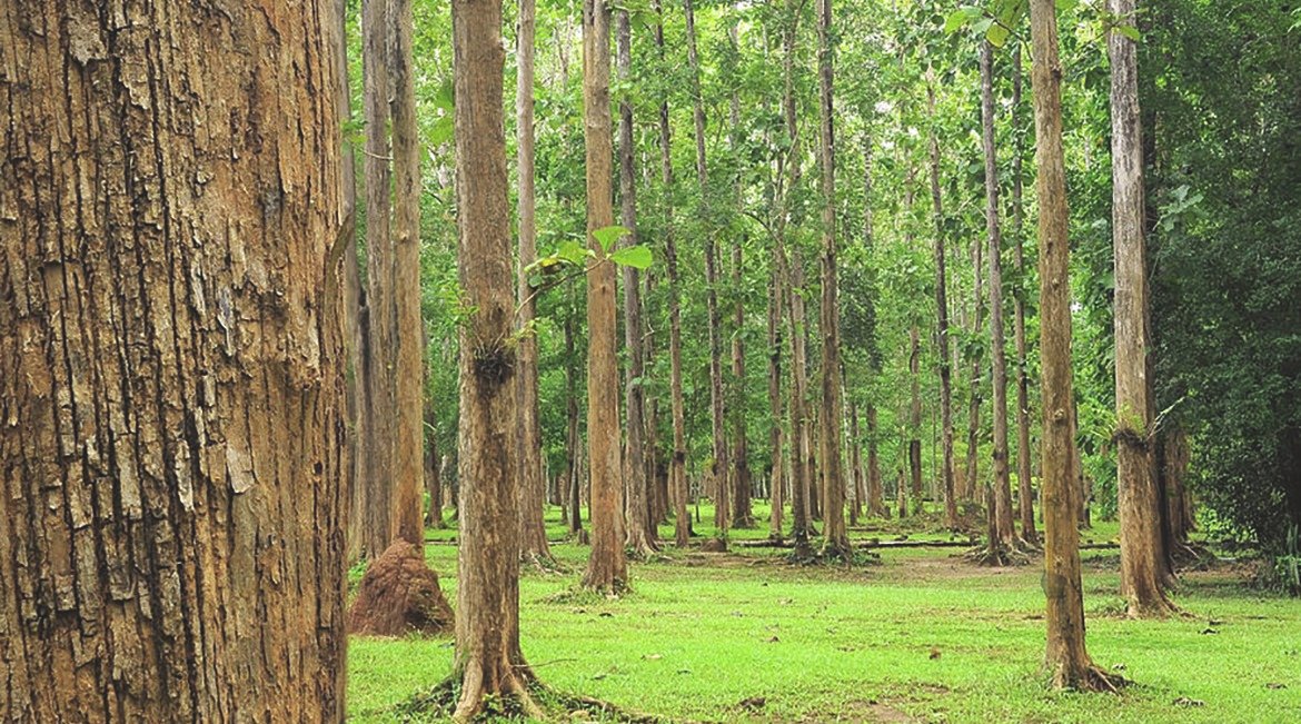 teak-tree-forests-dangdumrong